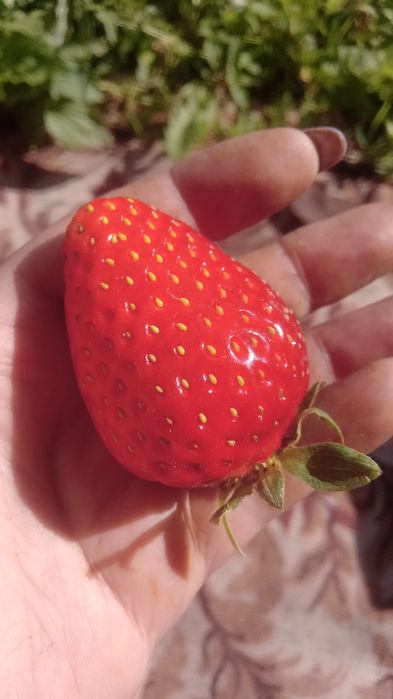 Саженцы клубники