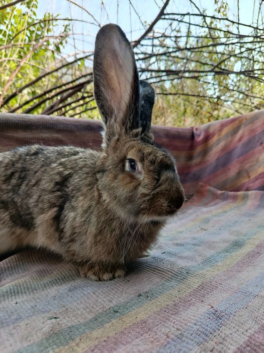 К, уйончалар сотилади 5 ойлик самест