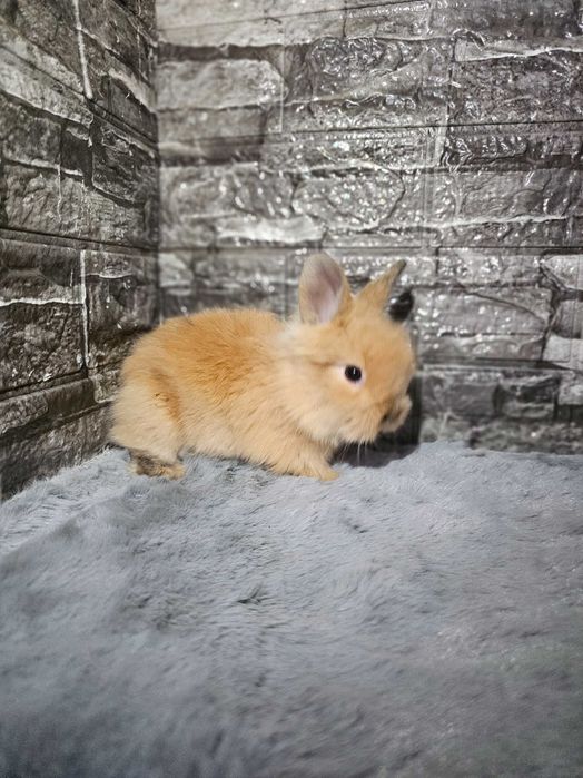 Iepuri pitici de companie /Berbec pitic/Cap de leu /Rex pitic