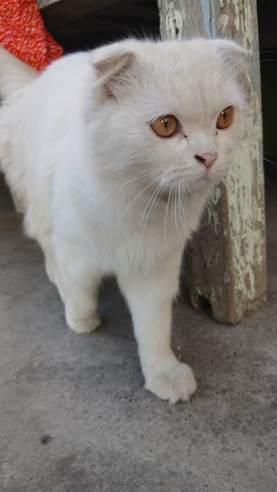 Mushuk kafolat bilan
