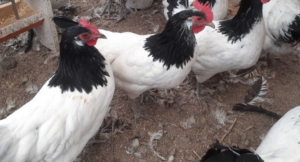 Vand oua pentru incubat de lakenvelder. lakenfelder.