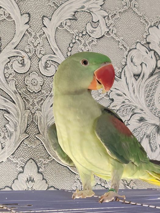 Продается Александрийский попугай