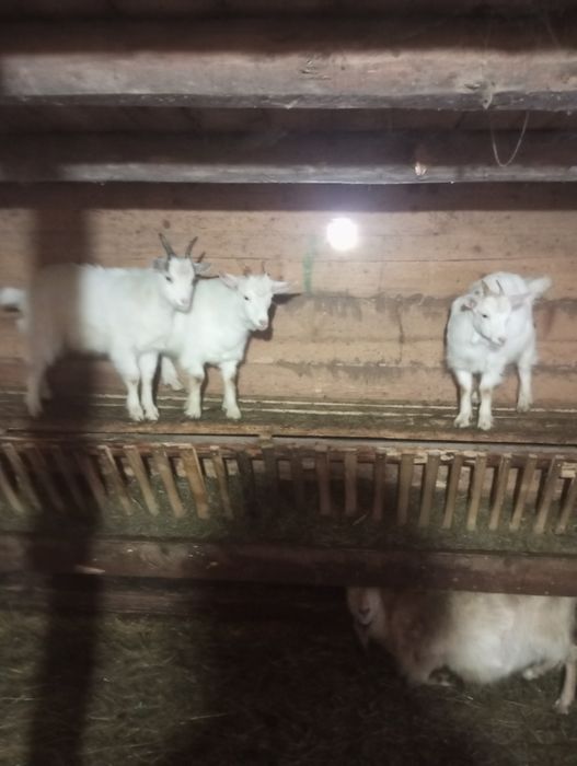 Vand doi iezi mai multe detalii la telefon