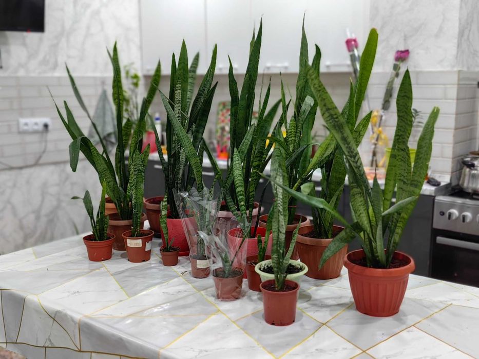 Цветы комнатные растение