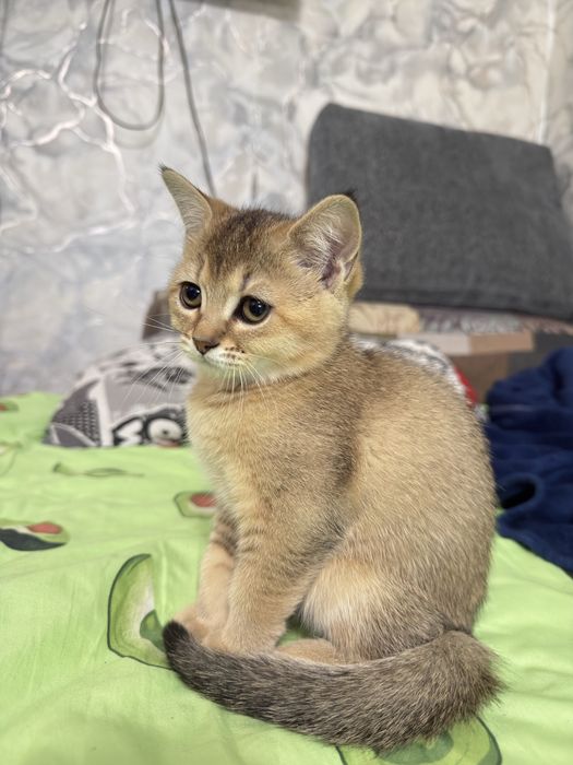 Котенок скотиш страйт