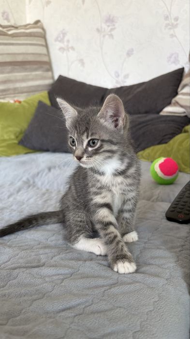 Отдам котят в хорошие руки