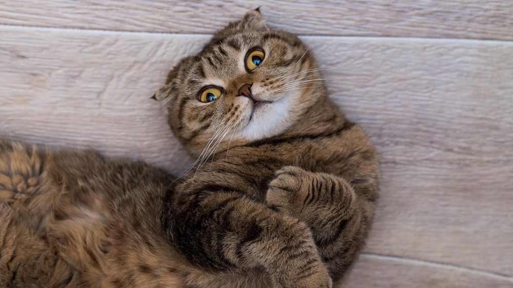 Кошка вислоухи 1.5 годика