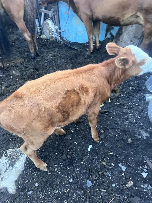 Продам телят,двое пародистые