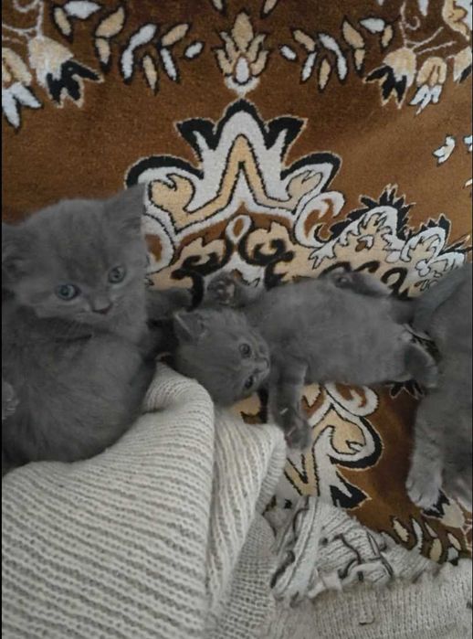 Продаются Шотландские котята