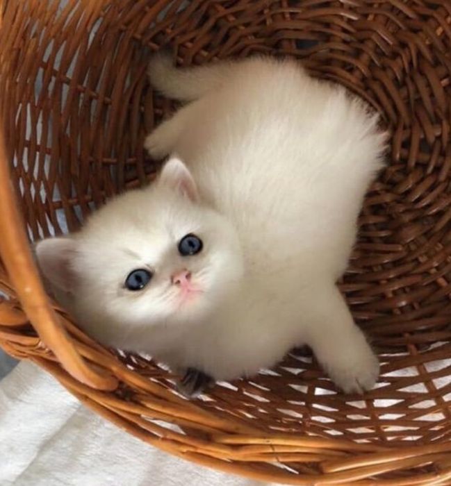 британские шиншиллы серебро