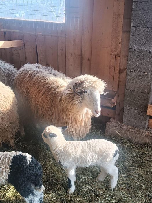 Vând 5 oi mioare și strămioare