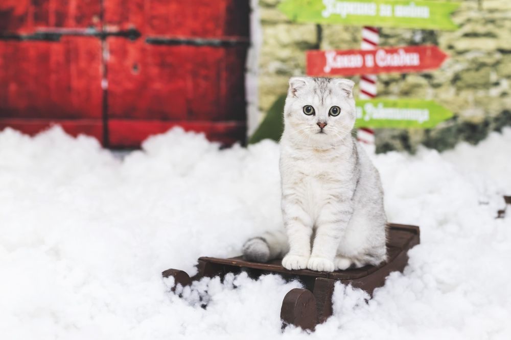 Малко коте  късокосместа чинчила