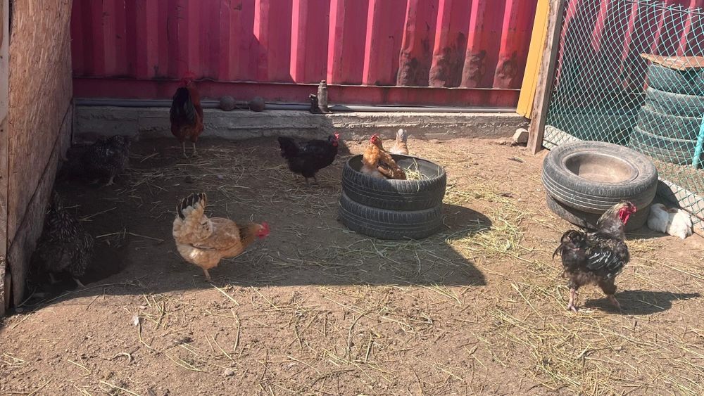 Курица петух кучинский