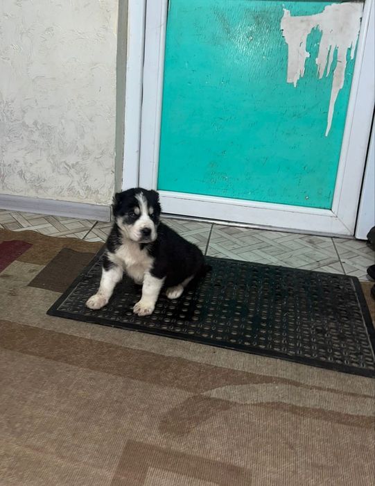 Продается щенок алабая , тобета