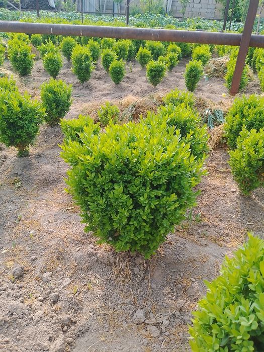 Har xildagi archalar bor landshaft dizayni ham bor