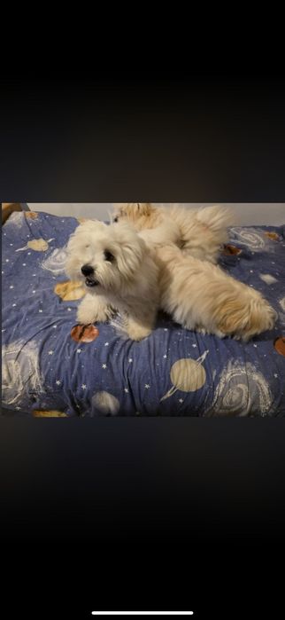 Cățeluși jucăuși bichon