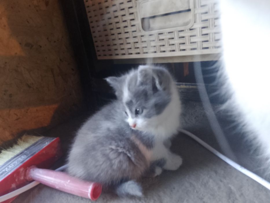 Отдам котят девочки