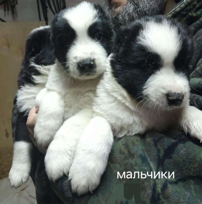 Щенок САО алабая