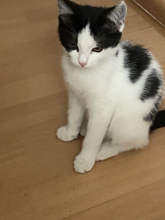 Котенок в добрые руки