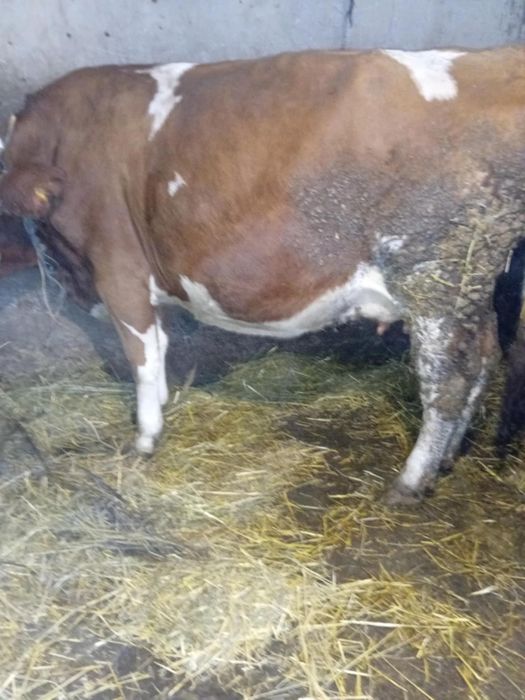 Vând vaci 3 gestante februarie 3 ii se împlinește vremea