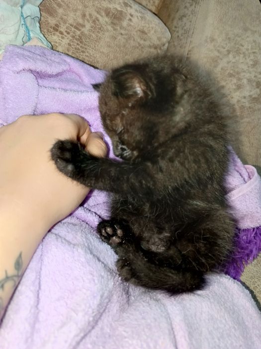 Котенок ищет себе семью.