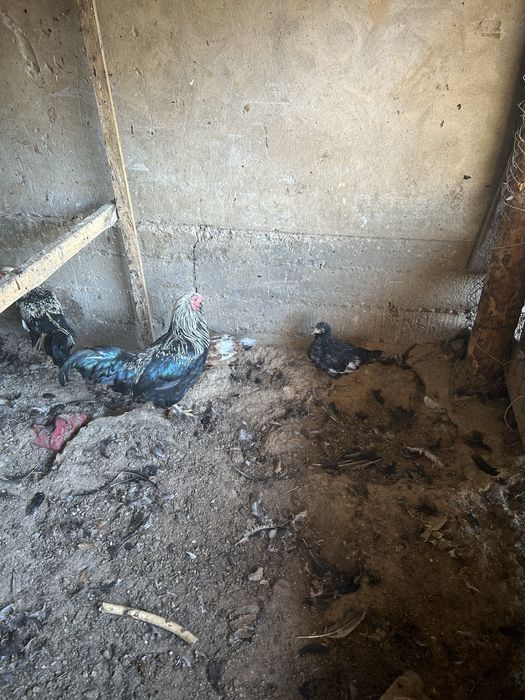 Тауық сатылады келісеміз