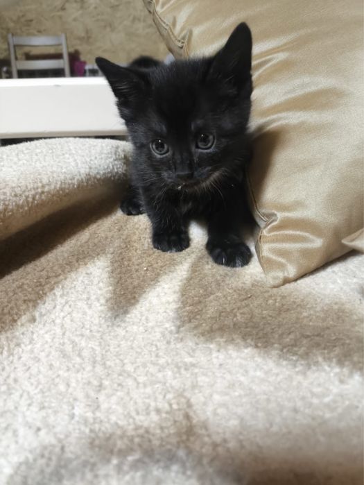 Отдам котят в добрые руки
