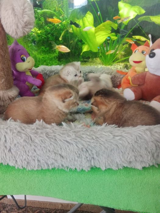 Котята золотой шиншиллы