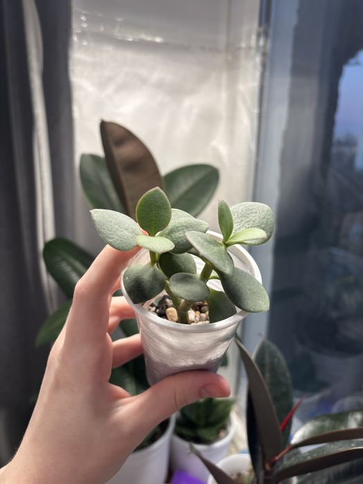 Продам комнатные цветы…