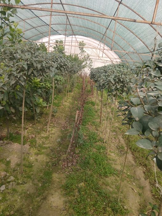 100% ishonchli Burichina kochatlari bor