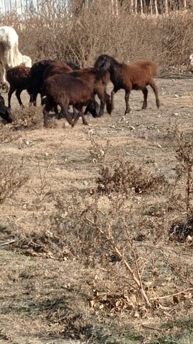 Кузи ва бузоқлар сотилади соглом