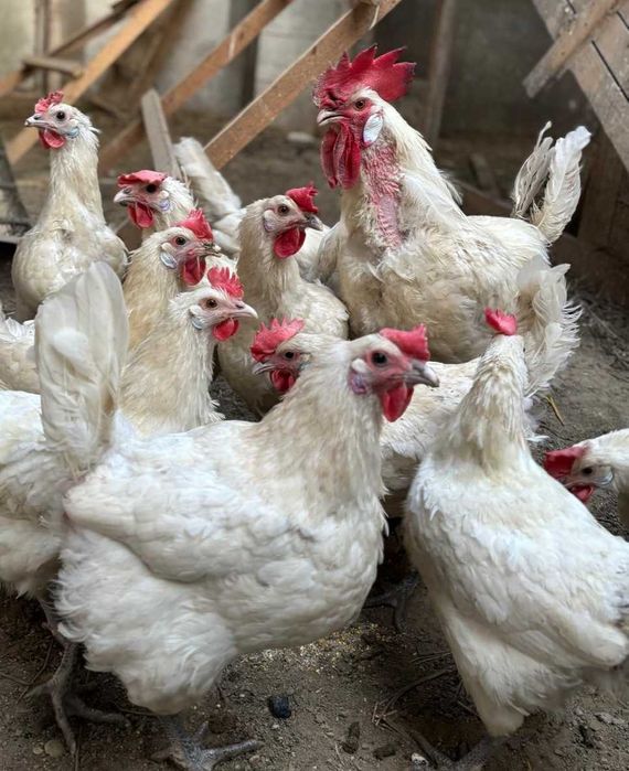 Familie de găini La Bresse