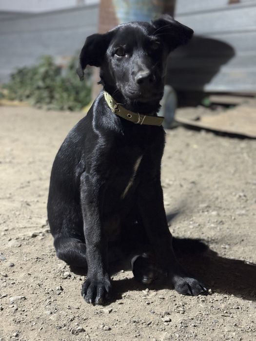 Ищет дом собака Аврора.