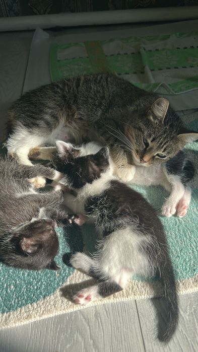 Отдам котят в добрые руки