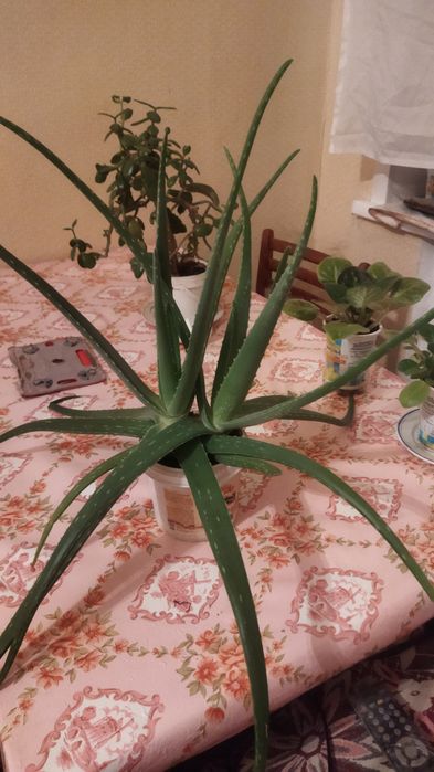 Алоэ Вера продам