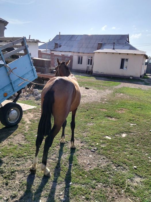 Тай      сатылады