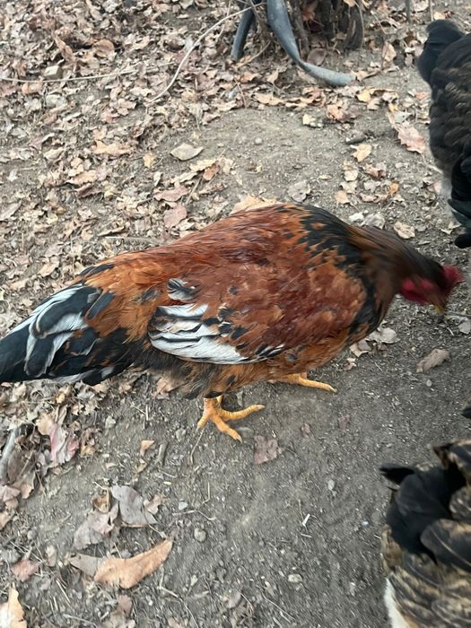 Продам кучинских петухов