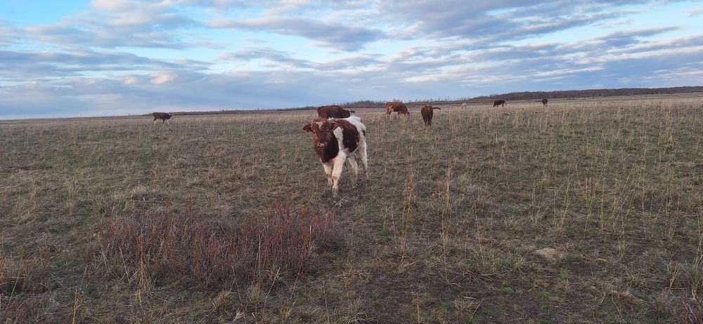 Подсос бұқа сатылады.