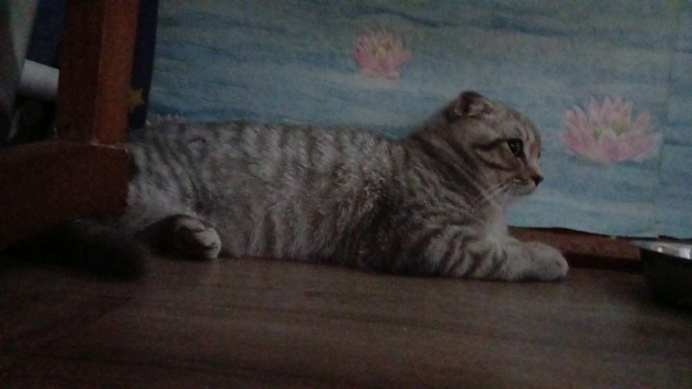 Отдаём вислаухового котика