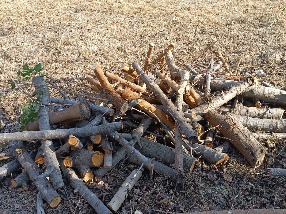 Утин дрова фруктовый, Янгиюль