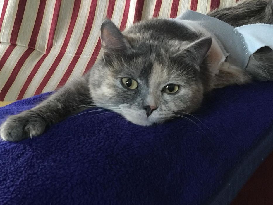 Ласковая и умная кошка ищет дом