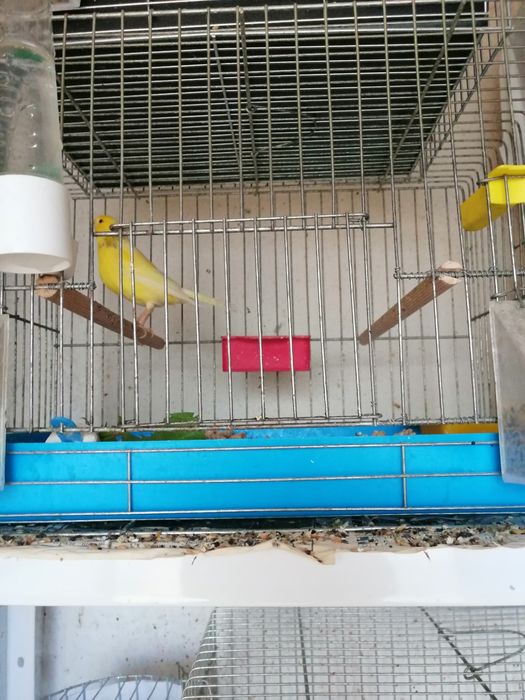 Продавам канари от 25год