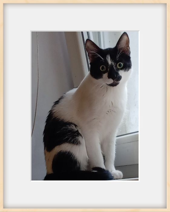 Черно-бял котарак на 8месеца