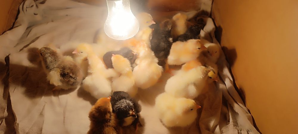 брама жожалари сотилади