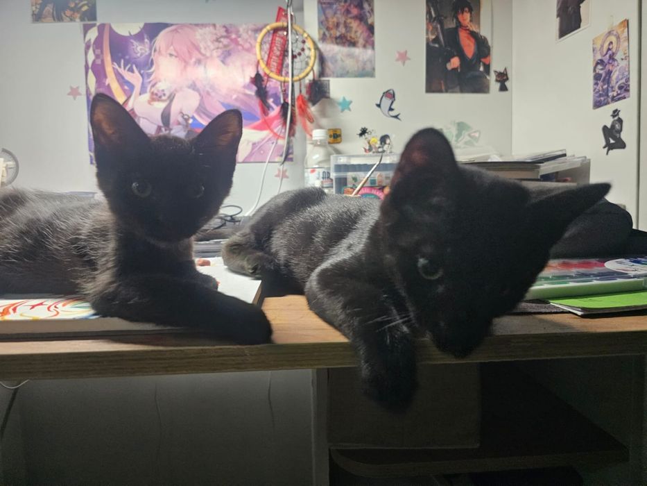 Котенок в хорошие руки