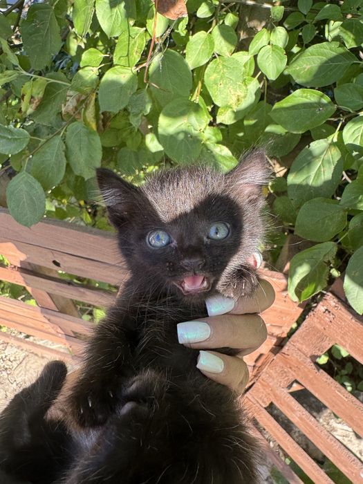 Отдам даром котят