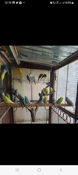 Peruși maturi  toate culorile