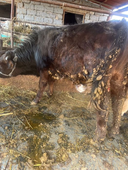 Продаю Бычка здоровый