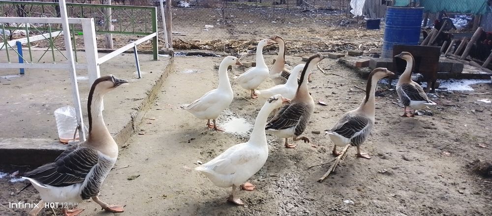 Гозлар сотилади 7та