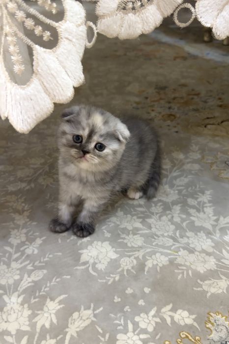 Мushukchalar sotiladi